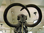  Foto Sehenswürdigkeit  Das Skelett eines Mammuts