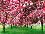  Bildansicht Reiseführer  Kirschblüte in Brooklyn