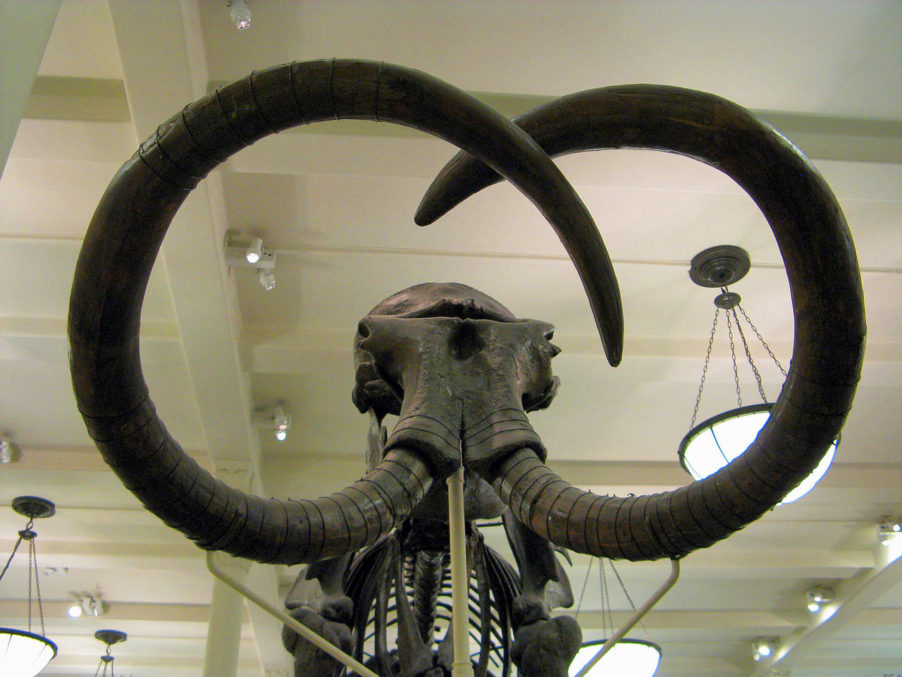 American Museum of Natural History Foto 