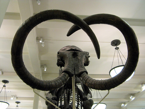 American Museum of Natural History - New York (New York)