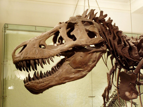 American Museum of Natural History - New York (New York)